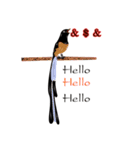 Binhla（個別スタンプ：8）