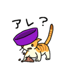 MIX猫 茶×白【ねこのきもち】（個別スタンプ：6）