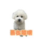 I Love Bichon Frise PART2（個別スタンプ：1）