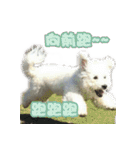 I Love Bichon Frise PART2（個別スタンプ：2）