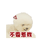 I Love Bichon Frise PART2（個別スタンプ：6）