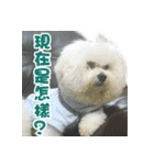 I Love Bichon Frise PART2（個別スタンプ：8）