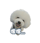 I Love Bichon Frise PART2（個別スタンプ：11）