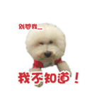 I Love Bichon Frise PART2（個別スタンプ：12）