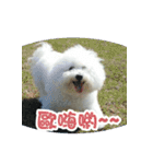 I Love Bichon Frise PART2（個別スタンプ：16）