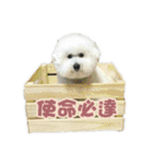 I Love Bichon Frise PART2（個別スタンプ：17）