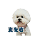 I Love Bichon Frise PART2（個別スタンプ：18）