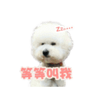 I Love Bichon Frise PART2（個別スタンプ：20）