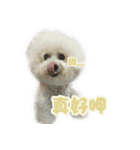 I Love Bichon Frise PART2（個別スタンプ：21）