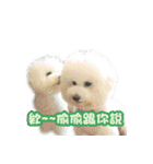 I Love Bichon Frise PART2（個別スタンプ：22）