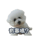 I Love Bichon Frise PART2（個別スタンプ：23）