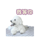 I Love Bichon Frise PART2（個別スタンプ：24）