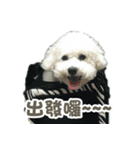 I Love Bichon Frise PART2（個別スタンプ：25）