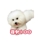 I Love Bichon Frise PART2（個別スタンプ：26）