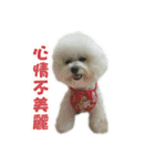 I Love Bichon Frise PART2（個別スタンプ：27）