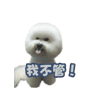 I Love Bichon Frise PART2（個別スタンプ：28）