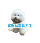 I Love Bichon Frise PART2（個別スタンプ：30）