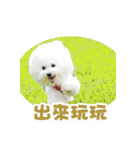 I Love Bichon Frise PART2（個別スタンプ：31）