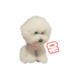 I Love Bichon Frise PART2（個別スタンプ：32）