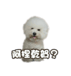 I Love Bichon Frise PART2（個別スタンプ：33）