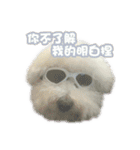 I Love Bichon Frise PART2（個別スタンプ：35）