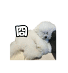 I Love Bichon Frise PART2（個別スタンプ：36）