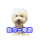 I Love Bichon Frise PART2（個別スタンプ：37）