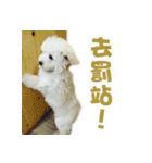 I Love Bichon Frise PART2（個別スタンプ：38）