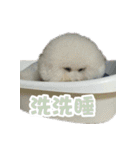 I Love Bichon Frise PART2（個別スタンプ：39）