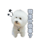 I Love Bichon Frise PART2（個別スタンプ：40）