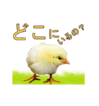 動く実写版『鳥』（個別スタンプ：3）