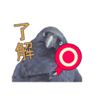 動く実写版『鳥』（個別スタンプ：4）