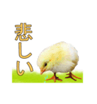 動く実写版『鳥』（個別スタンプ：14）