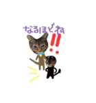 コロとコハルと愉快な仲間達（個別スタンプ：7）