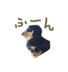 コロとコハルと愉快な仲間達（個別スタンプ：24）