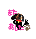 コロとコハルと愉快な仲間達（個別スタンプ：36）