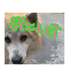 mhaaTHAI : Have you finished work？（個別スタンプ：1）