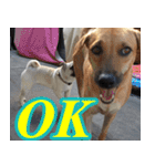 mhaaTHAI : Have you finished work？（個別スタンプ：13）