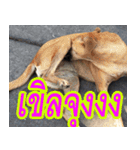 mhaaTHAI : Have you finished work？（個別スタンプ：15）