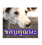mhaaTHAI : Have you finished work？（個別スタンプ：23）