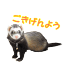 フェレっと♪ラム子とテンちゃん（個別スタンプ：1）