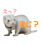 フェレっと♪ラム子とテンちゃん（個別スタンプ：3）