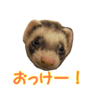 フェレっと♪ラム子とテンちゃん（個別スタンプ：4）