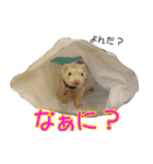 フェレっと♪ラム子とテンちゃん（個別スタンプ：5）