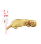フェレっと♪ラム子とテンちゃん（個別スタンプ：6）