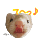 フェレっと♪ラム子とテンちゃん（個別スタンプ：10）