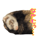 フェレっと♪ラム子とテンちゃん（個別スタンプ：12）