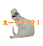 フェレっと♪ラム子とテンちゃん（個別スタンプ：14）