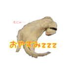 フェレっと♪ラム子とテンちゃん（個別スタンプ：17）