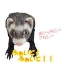 フェレっと♪ラム子とテンちゃん（個別スタンプ：20）